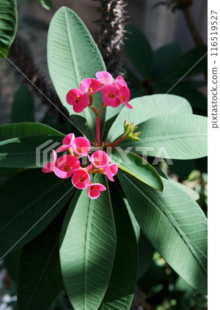 花長頸鹿 花長頸鹿 116519527