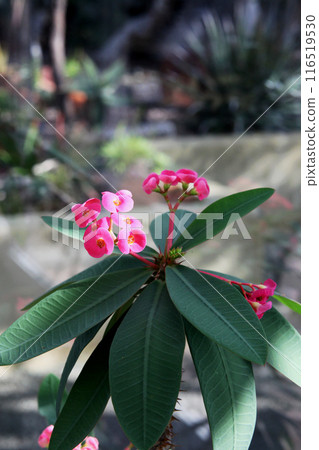 花長頸鹿 花長頸鹿 116519530