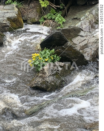 Small yellow flowers bloom on a rock in a rushing river with white rapids. Small yellow flowers bloom on a rock in a rushing river with white rapids. 116519582