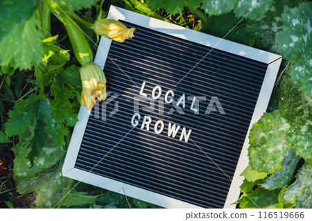 Letter board with text LOCAL GROWN on background of garden bed with zucchini. Organic farming, produce local vegetables concept. Supporting local farmers 116519666