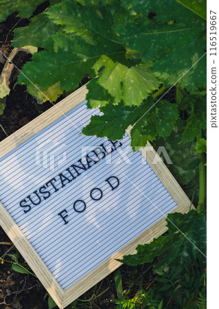 SUSTAINABLE FOOD message on background of fresh eco-friendly bio grown zucchini in garden. Countryside food production concept. Locally produce harvesting. Sustainability 116519667