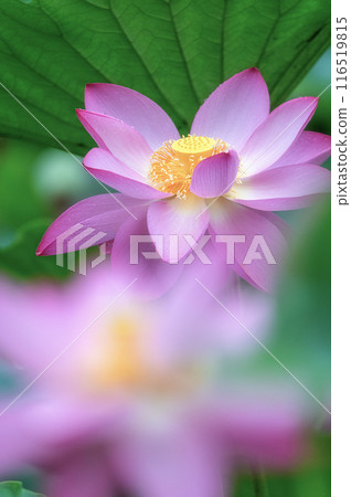 Lotus flowers blooming in the rain at Oyazawa-numa 116519815