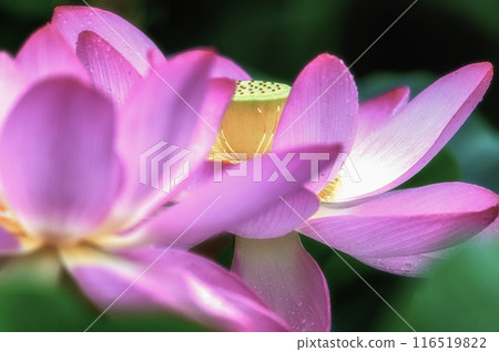 Lotus flowers blooming in the rain at Oyazawa-numa 116519822