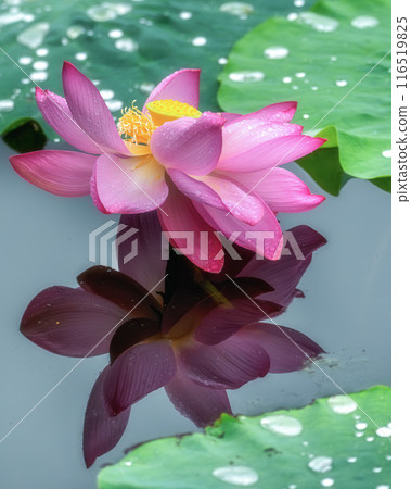 Lotus flowers blooming in the rain at Oyazawa-numa 116519825