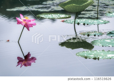 Lotus flowers blooming in the rain at Oyazawa-numa Lotus flowers blooming in the rain at Oyazawa-numa 116519826