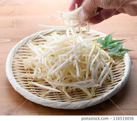 豆芽 豆芽 116519856