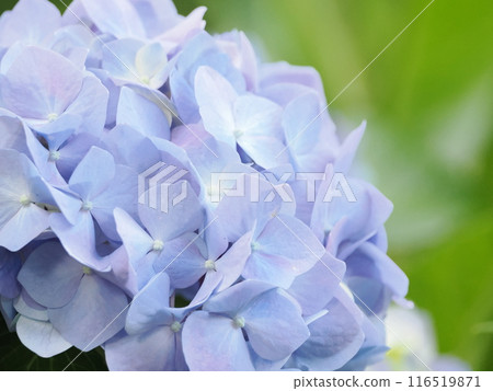 Blue hydrangea 116519871
