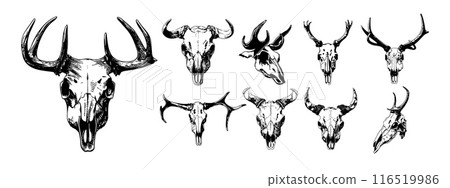 Animal cranium ink sketch vector collection. Fauna skulls skeletons antlers fangs bones art body outline remains cinders tomb prairie west black white drawing, isolated on neutral background 116519986