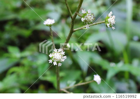 Small white flowers of Nobuki 116519992