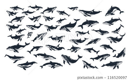 Whales ink sketch monochrome vector set. Mammal ocean animal sea creature underwater world inhabitants, illustrations isolated on white background 116520097