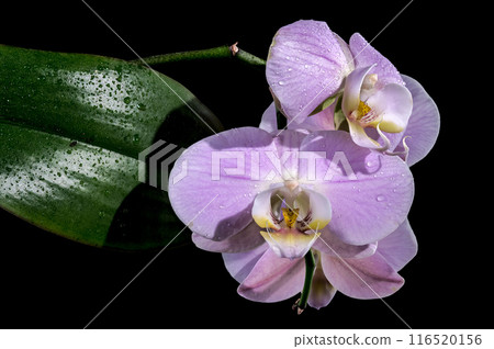 Blooming pink orchid on a black background 116520156