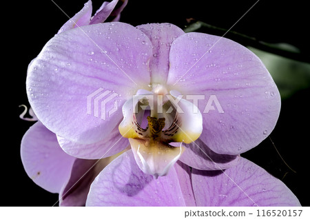 Blooming pink orchid on a black background Blooming pink orchid on a black background 116520157