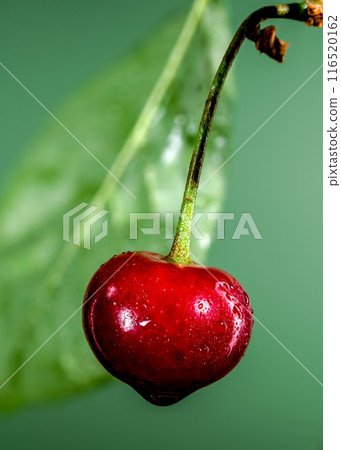 Wild cherry berry on a green background 116520162