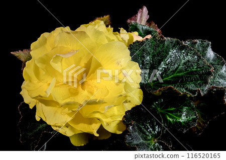 Blooming Yellow terry Begonia on a black background 116520165