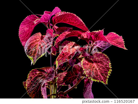 Blooming Coleus Chocolate Covered Cherry on a black background Blooming Coleus Chocolate Covered Cherry on a black background 116520167
