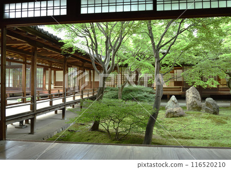 初夏紫苑花園 建仁寺 京都市東山區 116520210