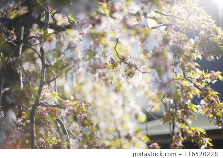 Illuminated cherry blossoms at night Illuminated cherry blossoms at night 116520228