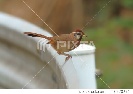 特定的入侵種白尾蝴蝶嘴裡叼著一條毛毛蟲 116520235