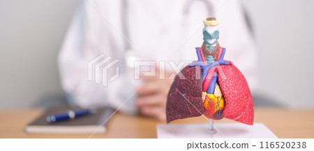 Doctor with Respiratory system anatomy for Diseases. Lung Cancer, Asthma, Chronic Obstructive Pulmonary or COPD, Bronchitis, Emphysema, Cystic Fibrosis, Bronchiectasis, Pneumonia and Pleural Effusion 116520238