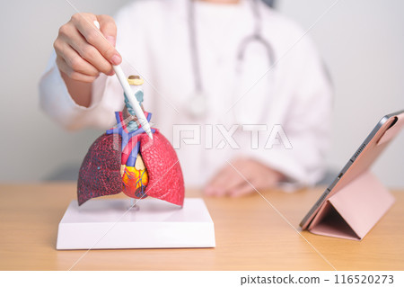 Doctor point Lung anatomy for Disease. Lung Cancer, Asthma, Chronic Obstructive Pulmonary or COPD, Bronchitis, Emphysema, Cystic Fibrosis, Bronchiectasis, Pneumonia and September world Lung day 116520273