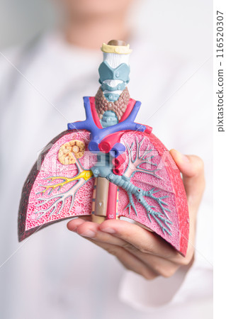 Doctor with Smoker and normal Lung anatomy for Disease. Lung Cancer, Asthma, Chronic Obstructive Pulmonary or COPD, Bronchitis, Emphysema, Cystic Fibrosis, Bronchiectasis, Pneumonia and world Lung day Doctor with Smoker and normal Lung anatomy for Disease. Lung Cancer, Asthma, Chronic Obstructive Pulmonary or COPD, Bronchitis, Emphysema, Cystic Fibrosis, Bronchiectasis, Pneumonia and world Lung day 116520307