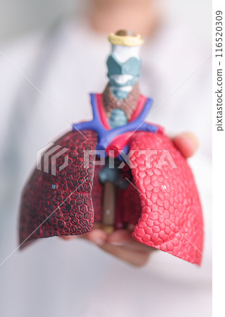Doctor with Smoker and normal Lung anatomy for Disease. Lung Cancer, Asthma, Chronic Obstructive Pulmonary or COPD, Bronchitis, Emphysema, Cystic Fibrosis, Bronchiectasis, Pneumonia and world Lung day 116520309