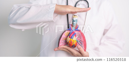 Hand cover Respiratory and Cardiovascular system anatomy. Lung Cancer, Asthma, Chronic Obstructive Pulmonary or COPD, Bronchitis, Emphysema, Cystic Fibrosis, Bronchiectasis, Pneumonia.Health Insurance 116520318