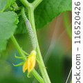 little cucumber baby 116520426