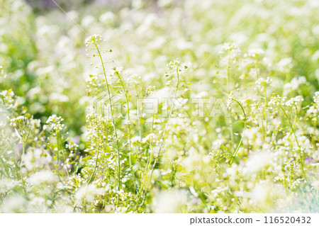 A field of shepherd's purse spreads out before your eyes A field of shepherd's purse spreads out before your eyes 116520432