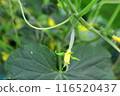Greenhouse-grown cucumbers 116520437