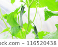 Greenhouse-grown cucumbers 116520438