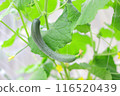 Greenhouse-grown cucumbers 116520439