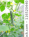 Greenhouse-grown cucumbers 116520440