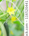 Greenhouse-grown cucumbers 116520441