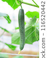 Greenhouse-grown cucumbers 116520442