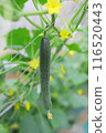 Greenhouse-grown cucumbers 116520443
