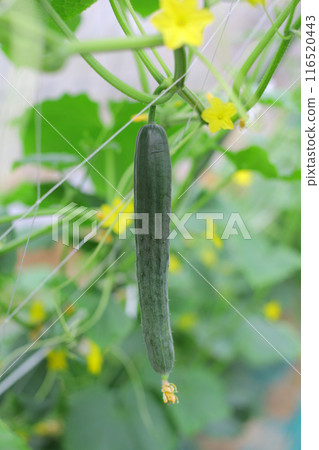 溫室種植的黃瓜 116520443