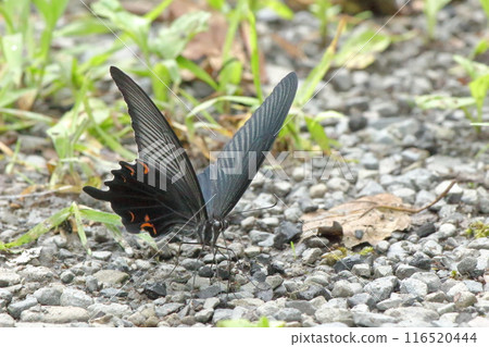 供水中的黑燕尾 116520444