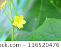 Cucumber yellow flowers 116520476