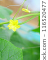 Cucumber yellow flowers 116520477