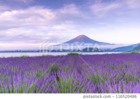 [山梨縣]盛開的薰衣草和富士山 116520486