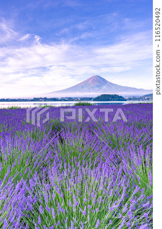 [山梨縣]盛開的薰衣草和富士山 116520492