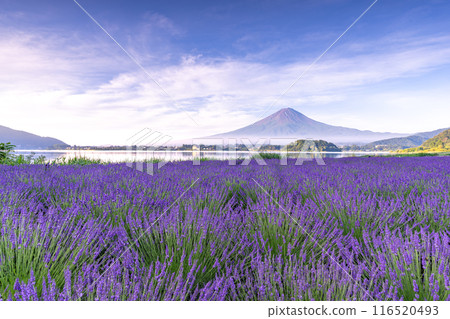 [Yamanashi Prefecture] Lavender in full bloom and Mt. Fuji 116520493