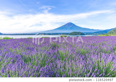 [Yamanashi Prefecture] Lavender in full bloom and Mt. Fuji 116520497