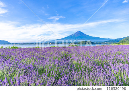 [Yamanashi Prefecture] Lavender in full bloom and Mt. Fuji 116520498
