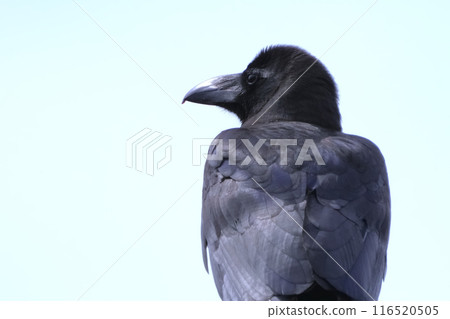 烏鴉 116520505