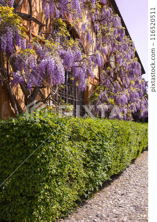 Summer flower bed of beautiful blooming bright purple forest flowers of sage or Salvia nemorosa. High quality photo Summer flower bed of beautiful blooming bright purple forest flowers of sage or Salvia nemorosa. High quality photo 116520511