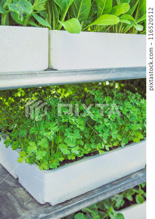 Cultivation of young parsley seedlings in pots for sale Cultivation of young parsley seedlings in pots for sale 116520512