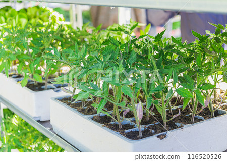 Cultivation of young tomato seedlings in pots for sale. Cultivation of young tomato seedlings in pots for sale. 116520526