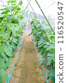 Cucumbers grown in a greenhouse 116520547